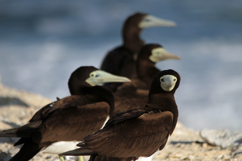 Brown booby birds