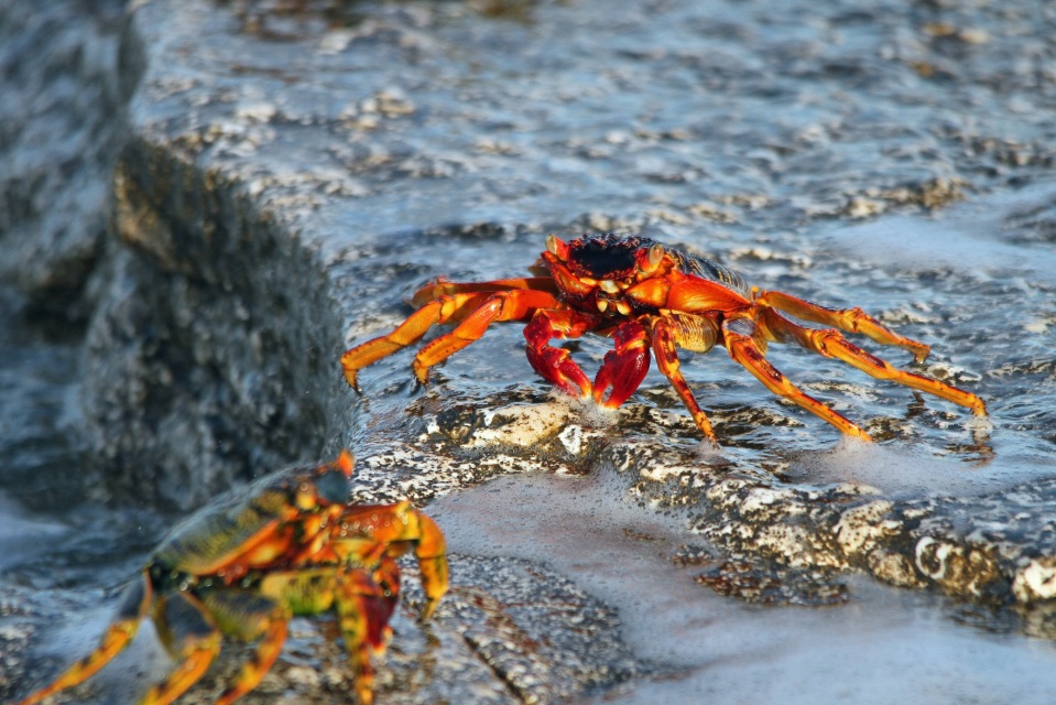 Crabs on the rocks