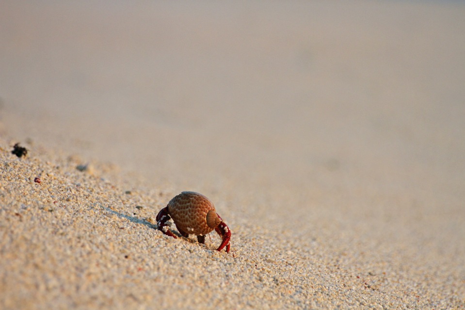 Hermit crab walking